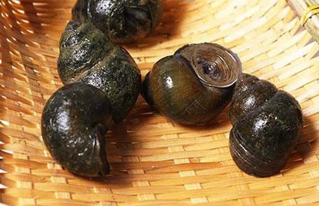 新法养螺让丢荒田变"万元田"_帮农网