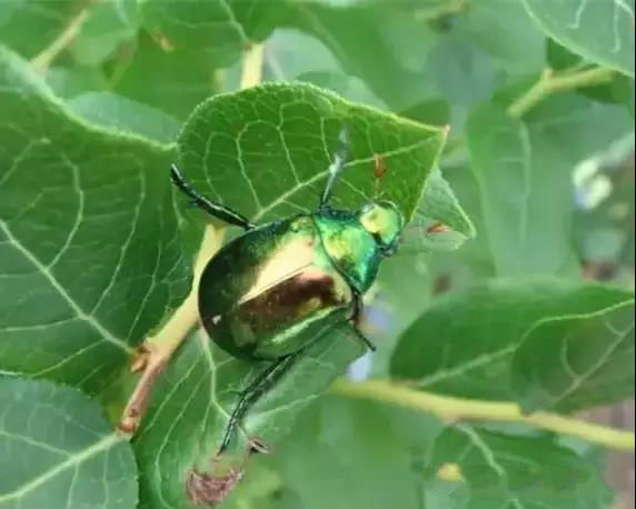 蓝莓金龟虫害有哪些,如何防治