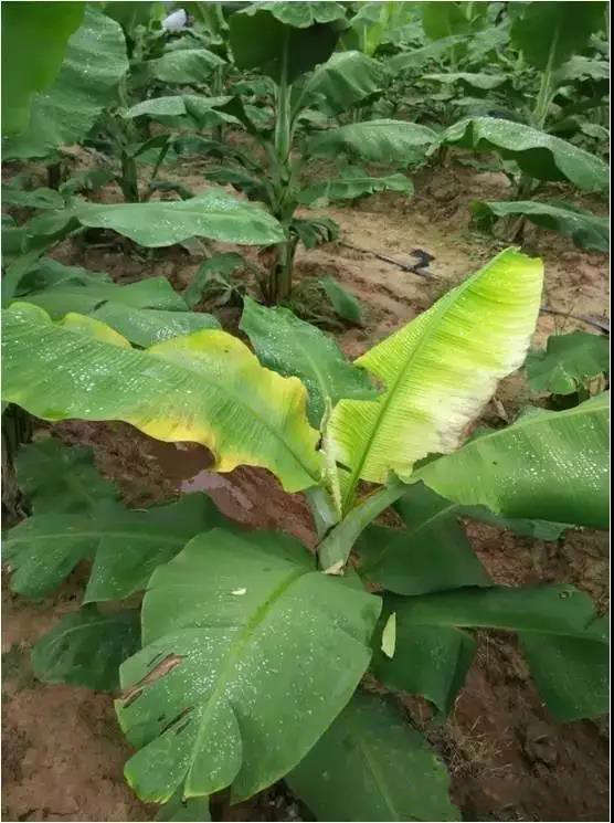 香蕉缺素症有哪些_帮农网