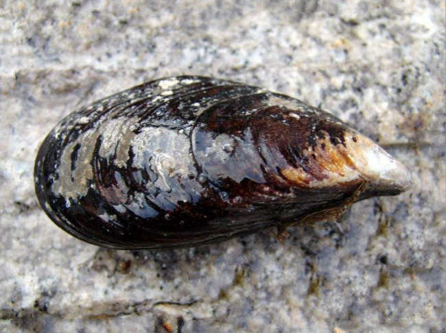 厚壳贻贝人工育苗技术