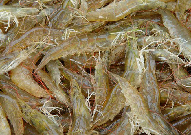 虾鱼混养该咋做