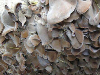 怎样种好黄背黑木耳_帮农网