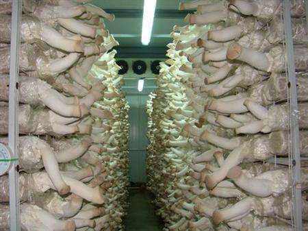 栽培杏鲍菇应当把握几点关键问题