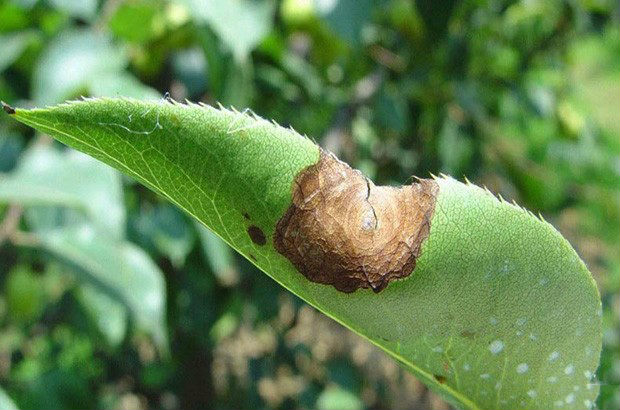 梨轮纹病为害症状及其防治_帮农网