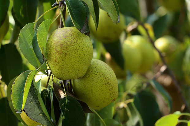 种植大香水梨如何修剪