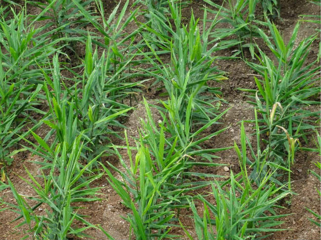 磷,钾三元素化学肥料,结果导致大姜生根受到影响,出现幼苗卷叶,黄叶