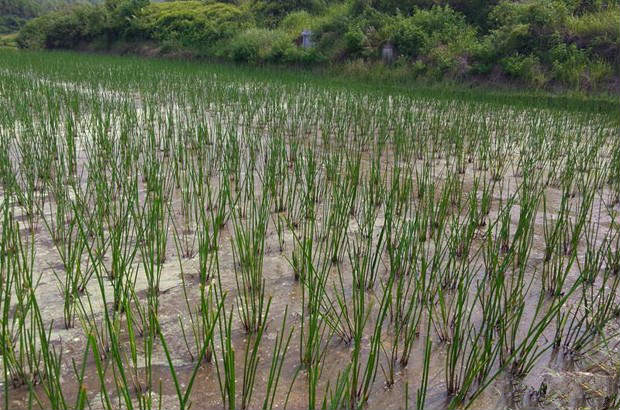 1,在马蹄生长期间,如遇高温干旱,水位还应适当加深;遇到刮西北干风
