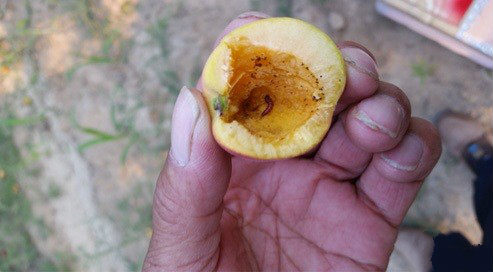 李小食心虫防治措施