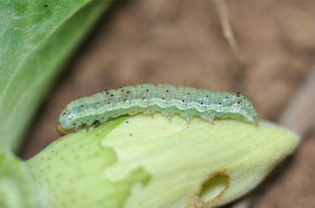 棉花棉铃虫为害症状及防治方法
