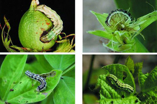 1栽种抗虫棉可合理操纵二代棉铃虫产生伤害,缓解三,四代虫口数量2农