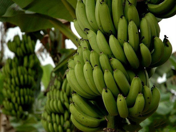 桂蕉9号香蕉品种的特点