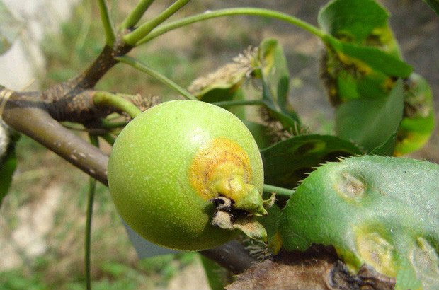 梨锈病为害症状及其防治