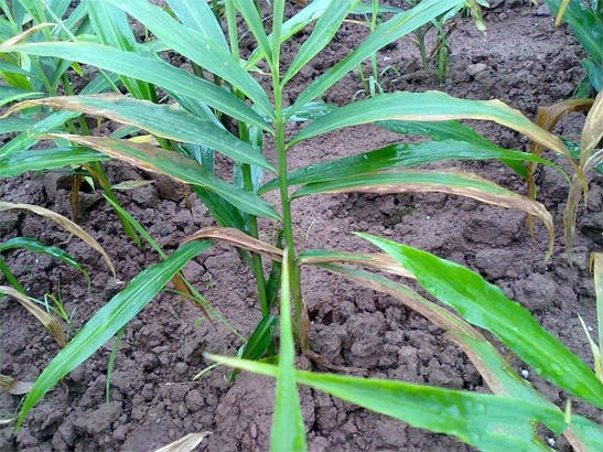 生姜炭疽病如何防治_帮农网