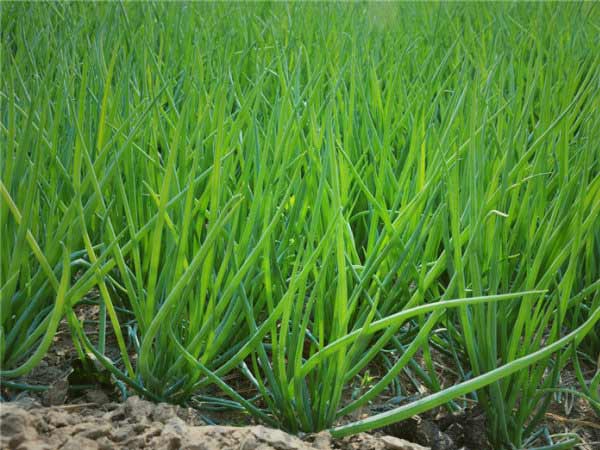 小葱优质高效益的栽培技术_帮农网