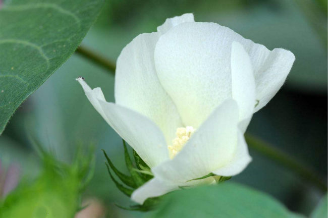 棉花蕾期生長的特點