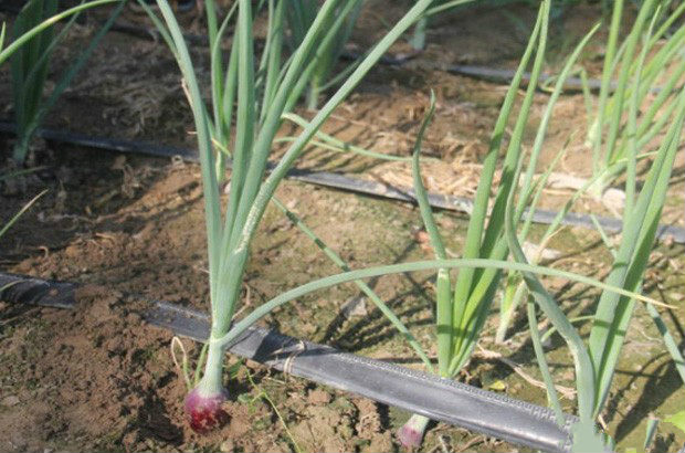 怎么样防止洋葱抽薹