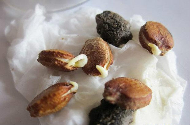 将种子播于育苗床或育苗容器内,最好选晴天上午或中午进行,先将铺好