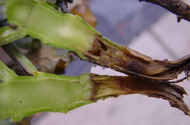 花椰菜软腐病怎样防治_帮农网