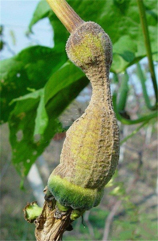 霜霉病是丝瓜的主要病害,在各地均有分布,对丝瓜产量和质量有明显的