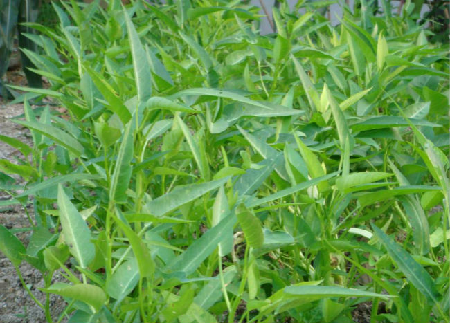 空心菜蕹菜品种有几种类型