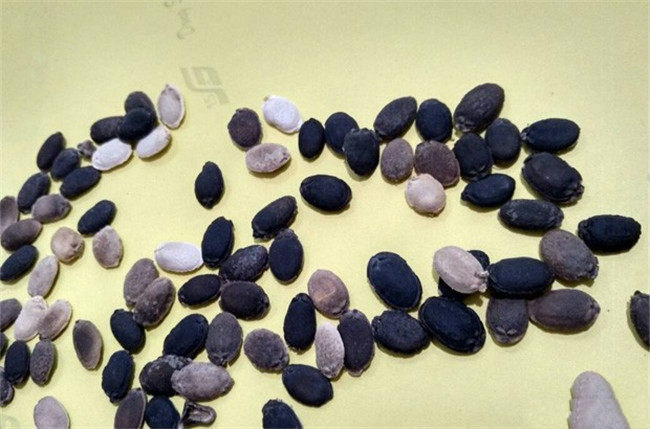 丝瓜种子该如何浸种催芽