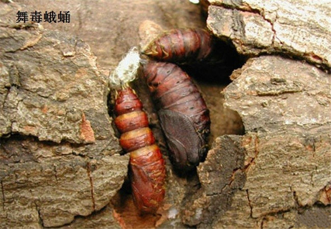 核桃舞毒蛾如何防治