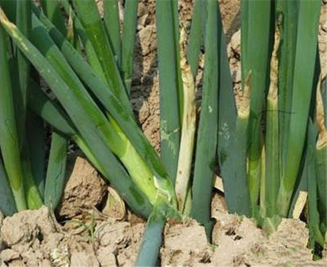 大葱白腐病的防治方法