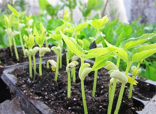 豆角如何育苗