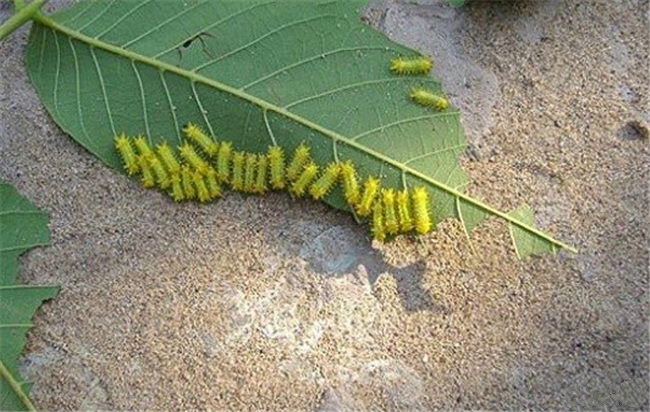 核桃瘤蛾如何防治