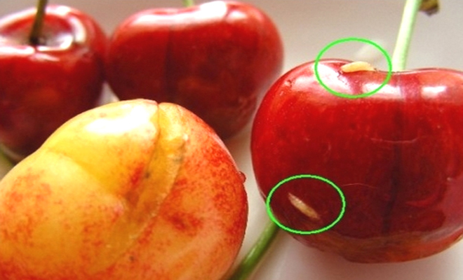 大樱桃果蝇防治要点