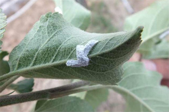 柿长绵粉蚧又叫长绵蚧,主要以雌成虫,若虫吸食柿树的嫩枝,幼叶和果实