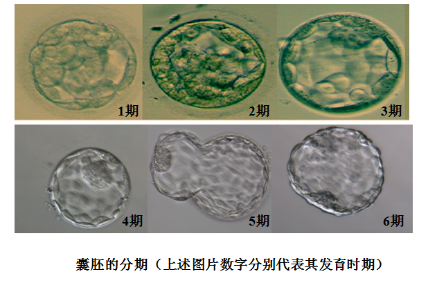 囊胚的分期.png