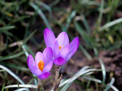 crocus-3121462__340_副本.jpg